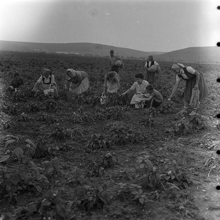 minerva_agricultura_1_c8r3_018