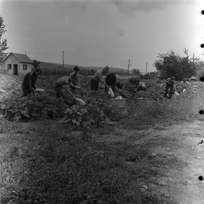 minerva_agricultura_1_c8r3_019