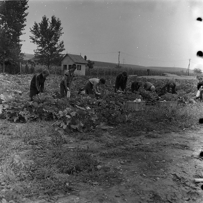 minerva_agricultura_1_c8r3_021