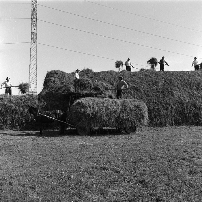 minerva_agricultura_1_c8r4_006