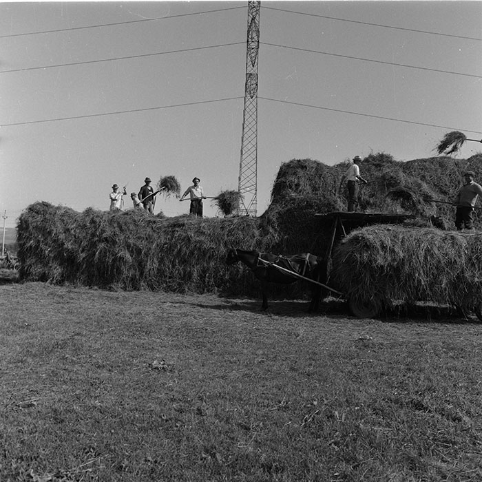 minerva_agricultura_1_c8r4_007