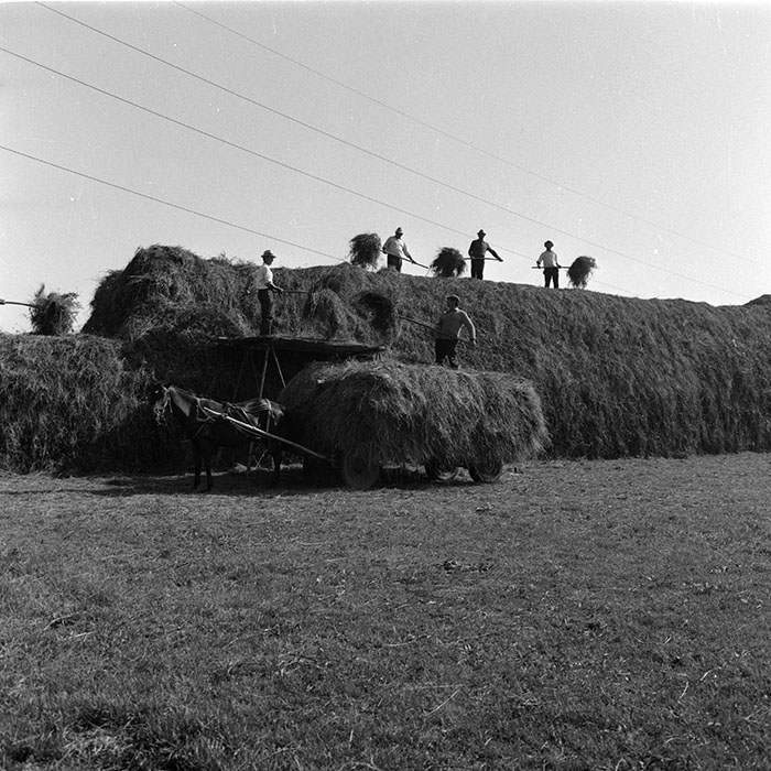 minerva_agricultura_1_c8r4_008