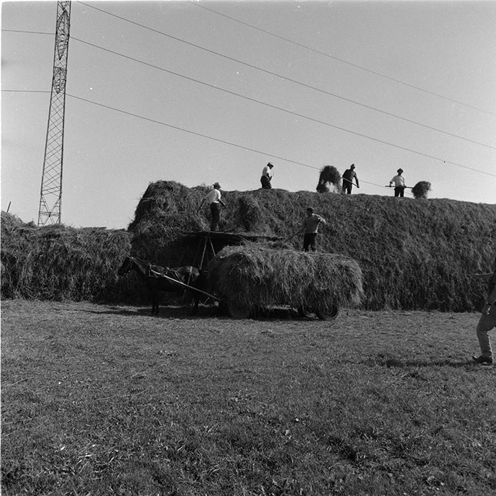 minerva_agricultura_1_c8r4_010