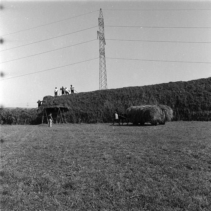 minerva_agricultura_1_c8r4_012