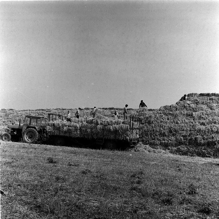 minerva_agricultura_1_c8r4_013