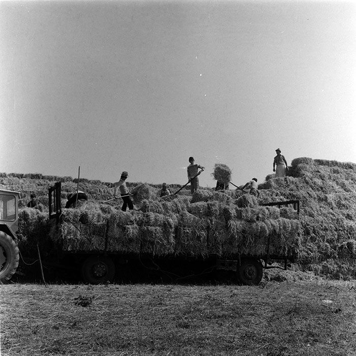 minerva_agricultura_1_c8r4_014