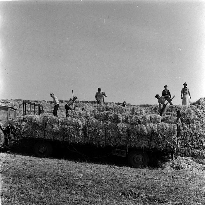 minerva_agricultura_1_c8r4_015