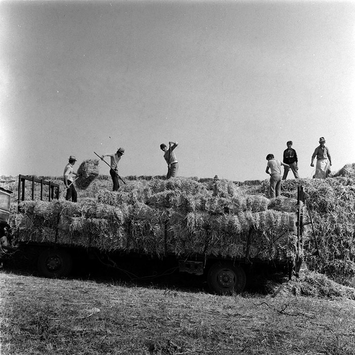 minerva_agricultura_1_c8r4_016