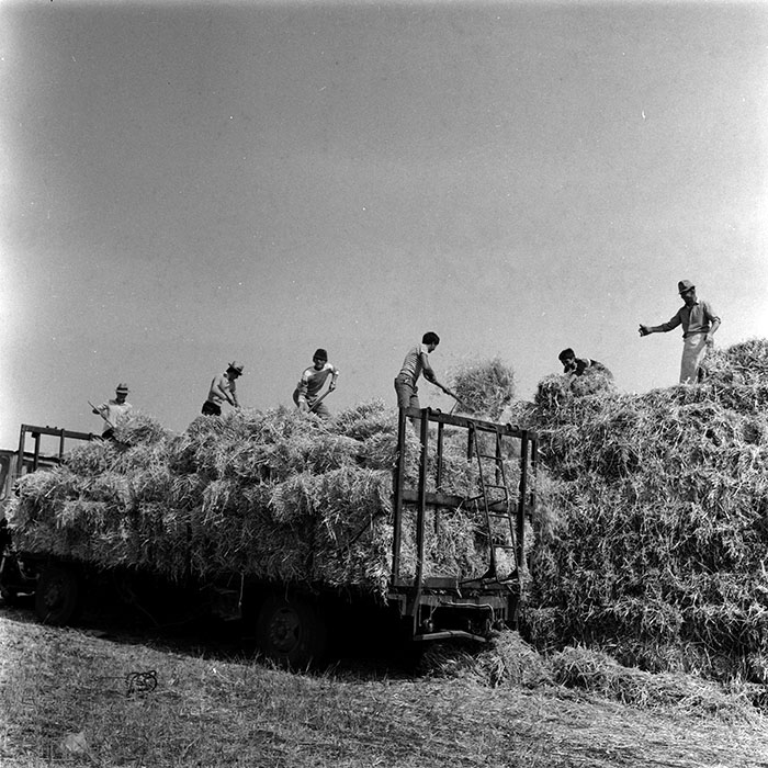 minerva_agricultura_1_c8r4_017