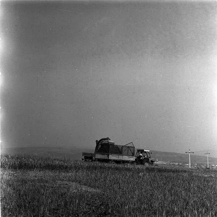 minerva_agricultura_1_c8r4_018