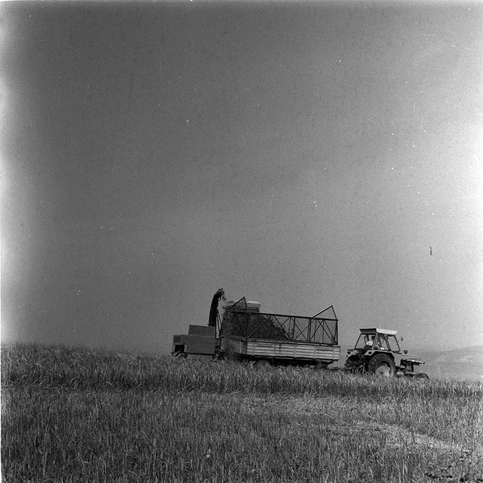 minerva_agricultura_1_c8r4_019