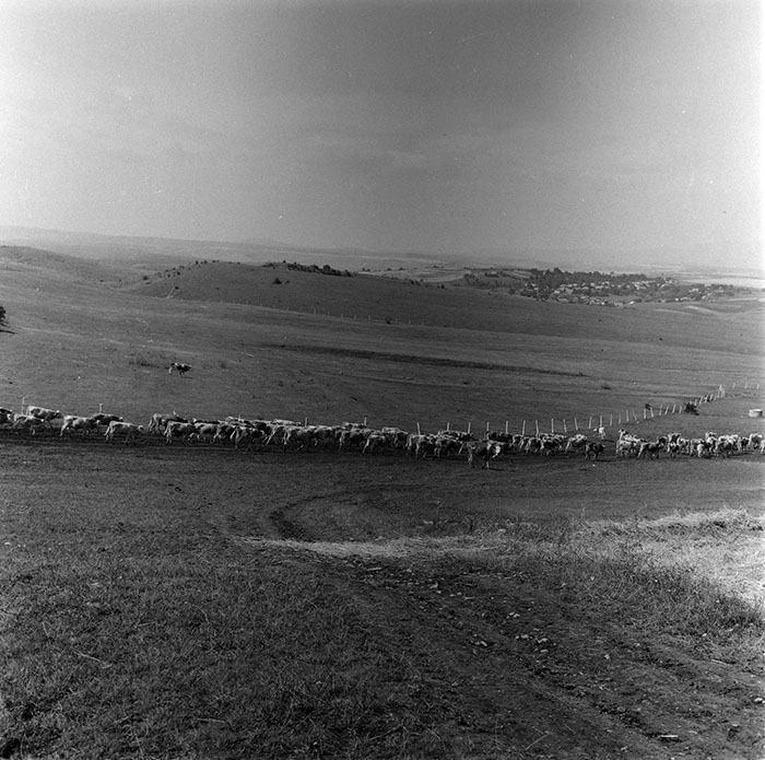 minerva_agricultura_1_c8r5_001