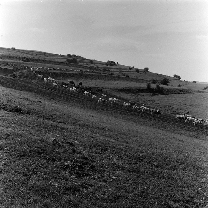 minerva_agricultura_1_c8r5_002