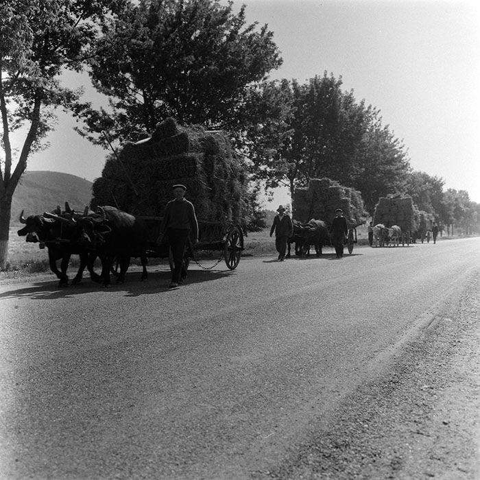 minerva_agricultura_1_c8r5_004