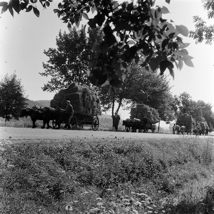 minerva_agricultura_1_c8r5_005