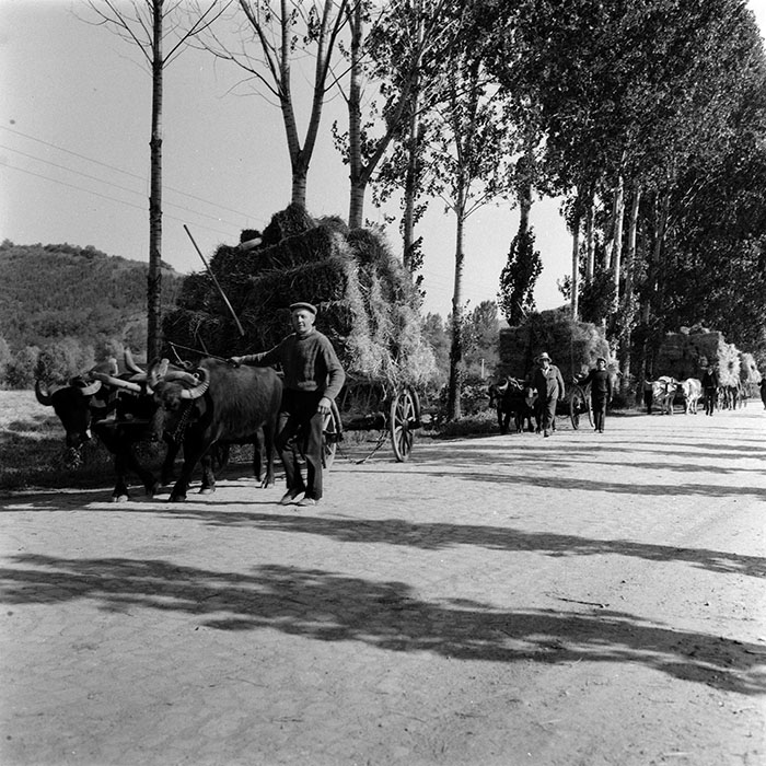 minerva_agricultura_1_c8r5_007