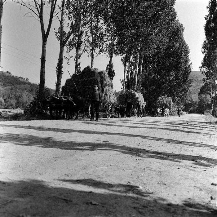 minerva_agricultura_1_c8r5_008