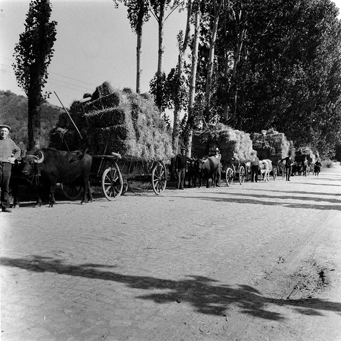 minerva_agricultura_1_c8r5_010