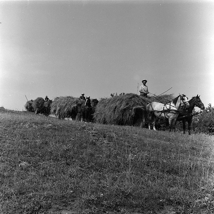 minerva_agricultura_1_c8r5_013