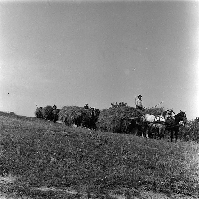 minerva_agricultura_1_c8r5_014