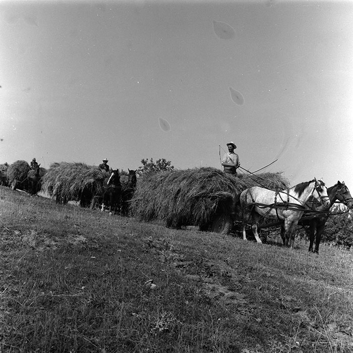 minerva_agricultura_1_c8r5_015