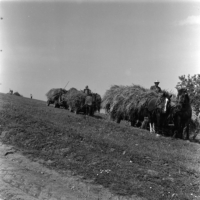 minerva_agricultura_1_c8r5_016