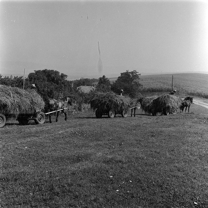 minerva_agricultura_1_c8r5_017