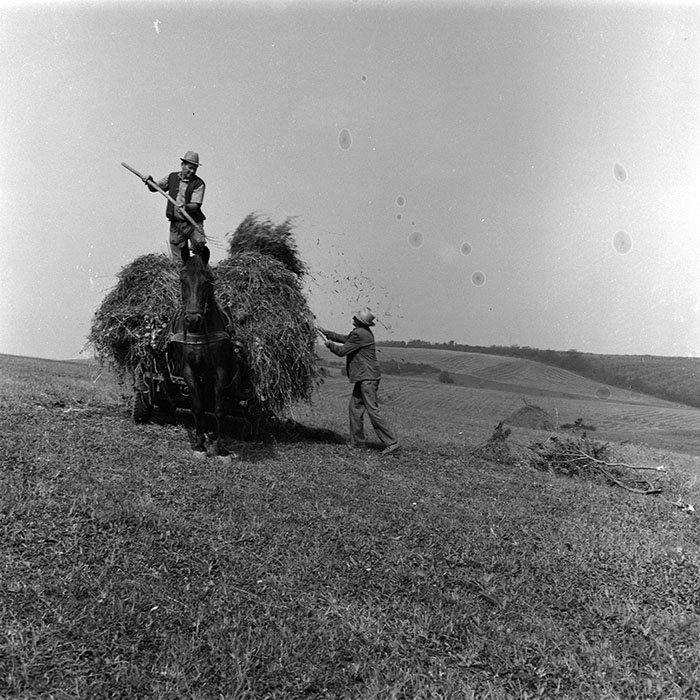 minerva_agricultura_1_c8r5_018