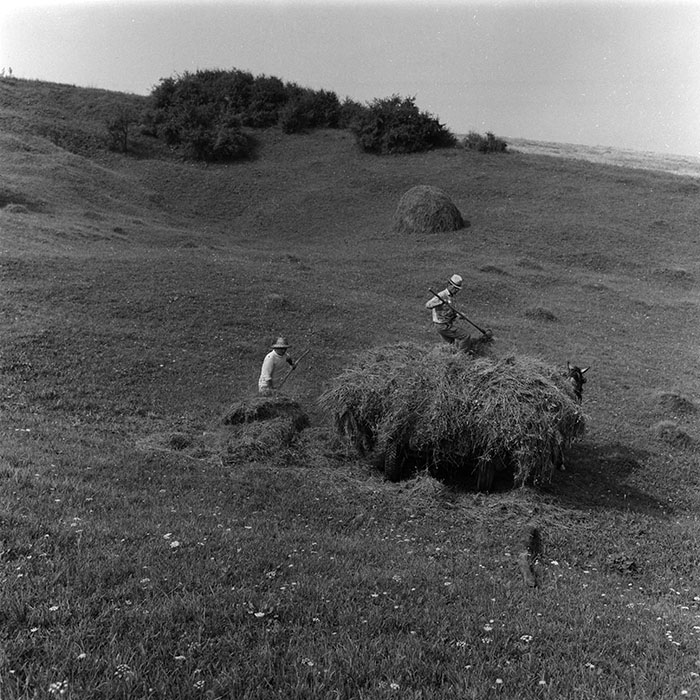 minerva_agricultura_1_c8r5_019