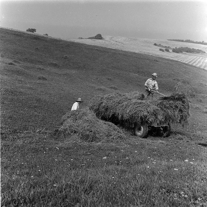 minerva_agricultura_1_c8r5_020