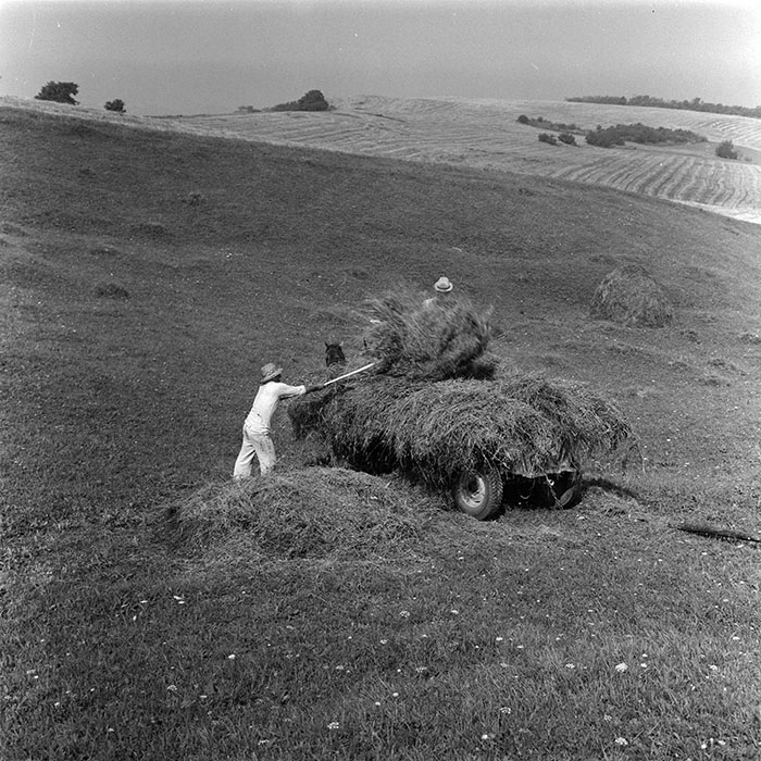 minerva_agricultura_1_c8r5_021