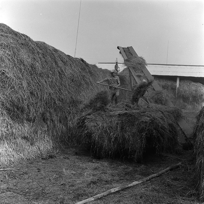 minerva_agricultura_1_c8r5_022