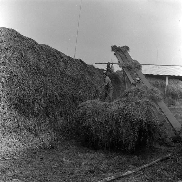 minerva_agricultura_1_c8r5_023