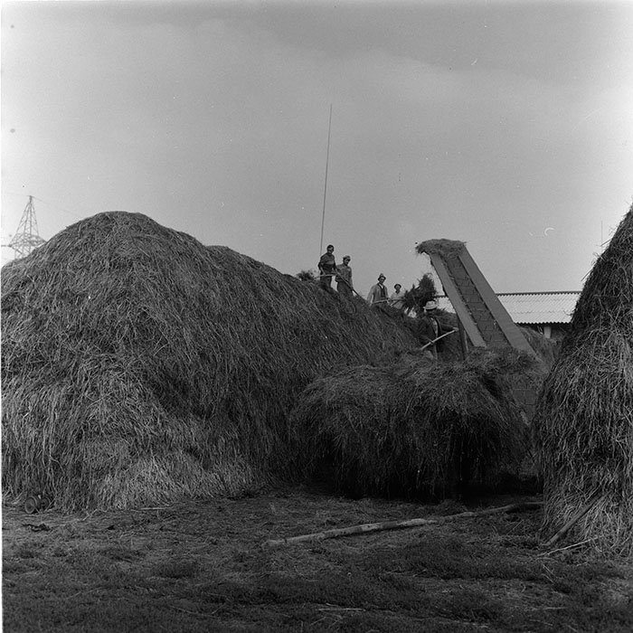 minerva_agricultura_1_c8r5_024