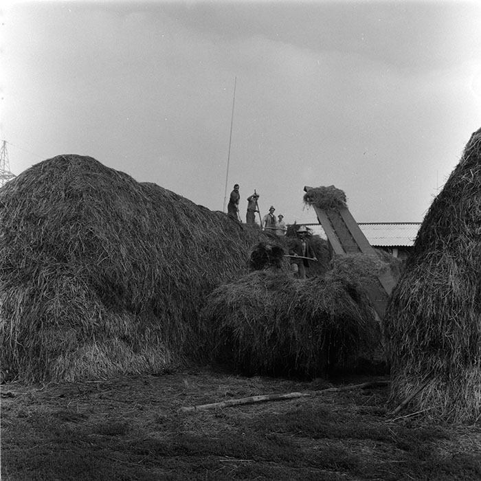 minerva_agricultura_1_c8r5_025