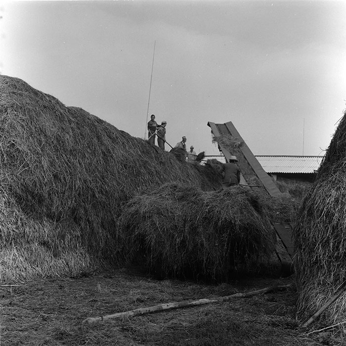 minerva_agricultura_1_c8r5_026