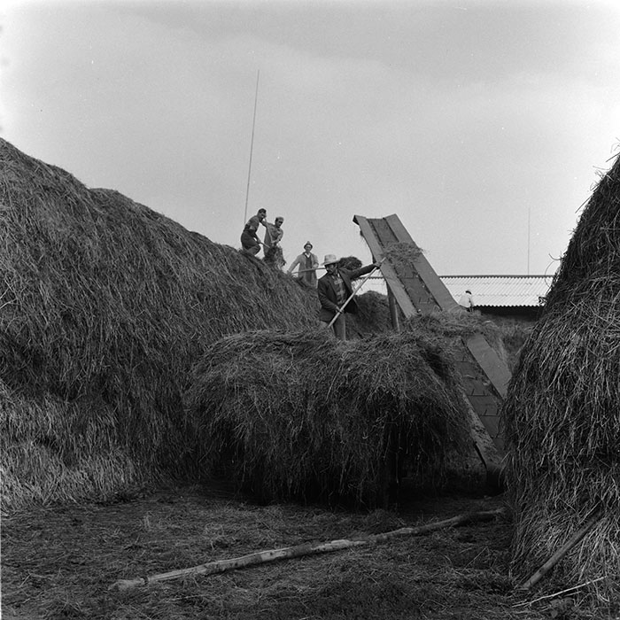 minerva_agricultura_1_c8r5_027