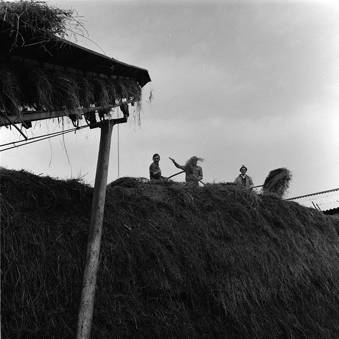 minerva_agricultura_1_c8r5_028