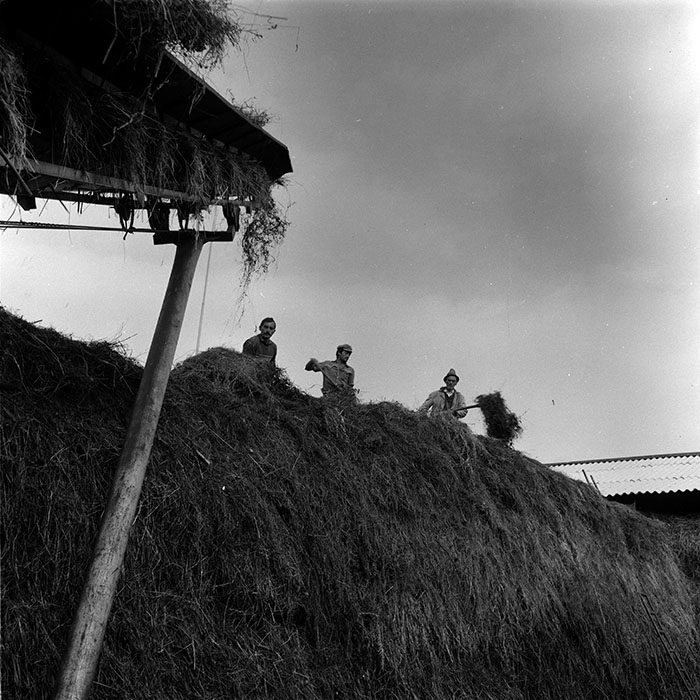 minerva_agricultura_1_c8r5_029