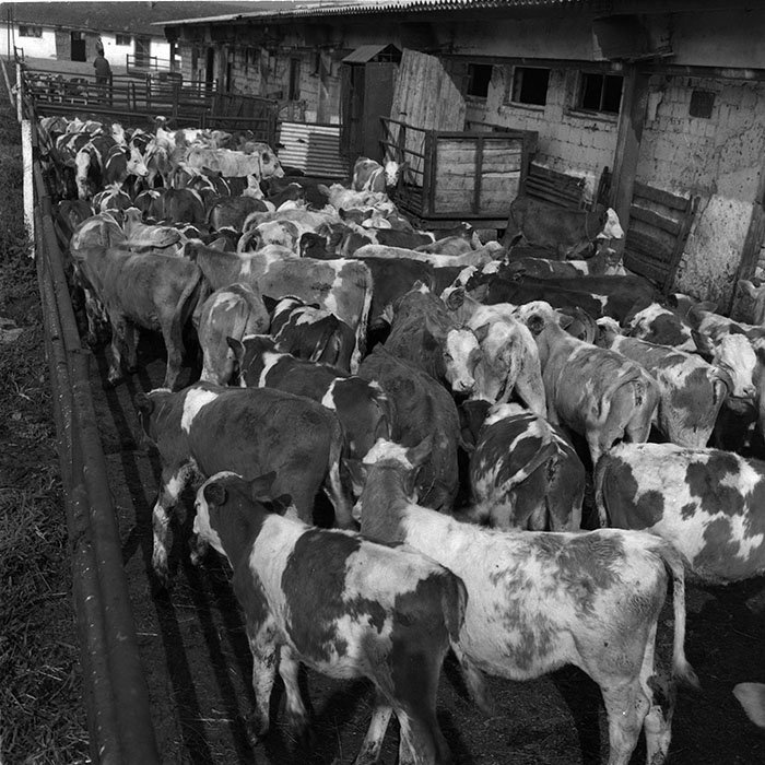 minerva_agricultura_1_c9r1_002