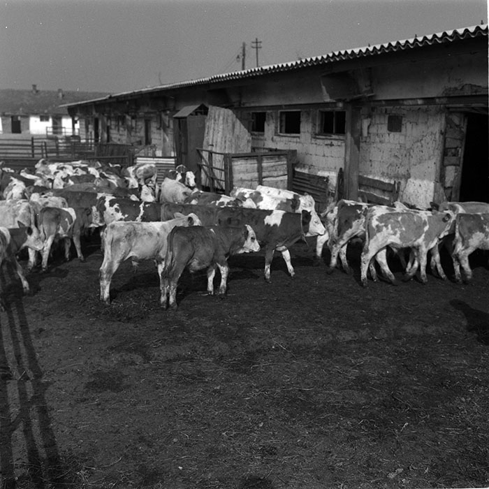 minerva_agricultura_1_c9r1_005