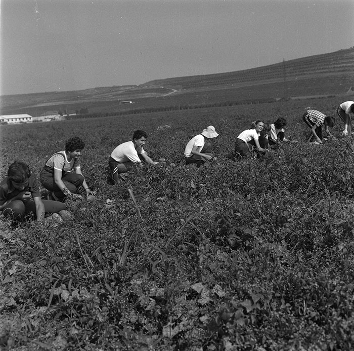 minerva_agricultura_1_c9r3_001