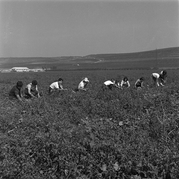 minerva_agricultura_1_c9r3_002