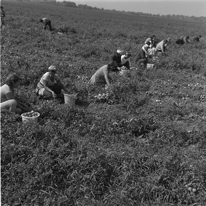 minerva_agricultura_1_c9r3_004