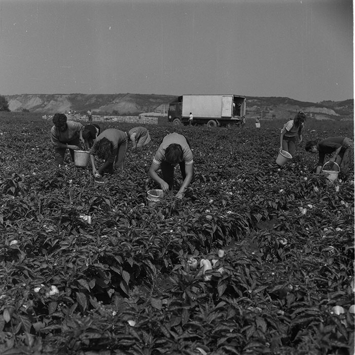 minerva_agricultura_1_c9r3_006