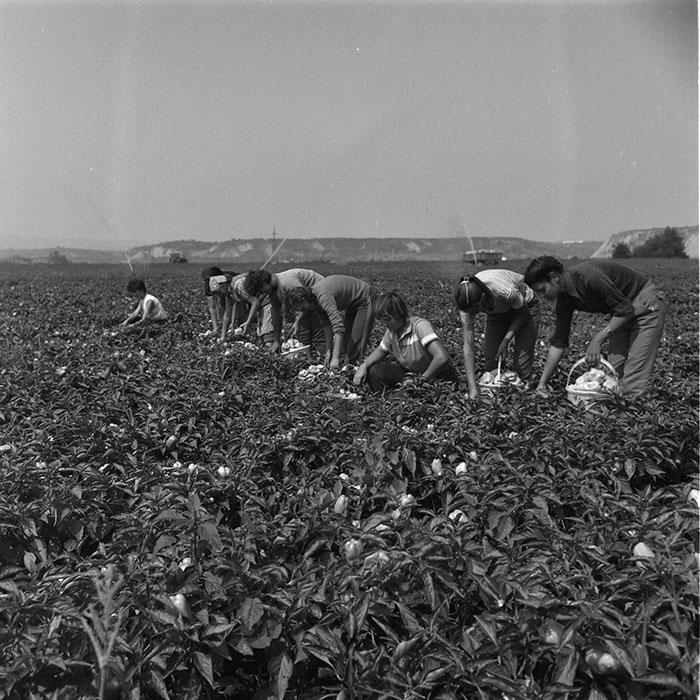 minerva_agricultura_1_c9r3_007