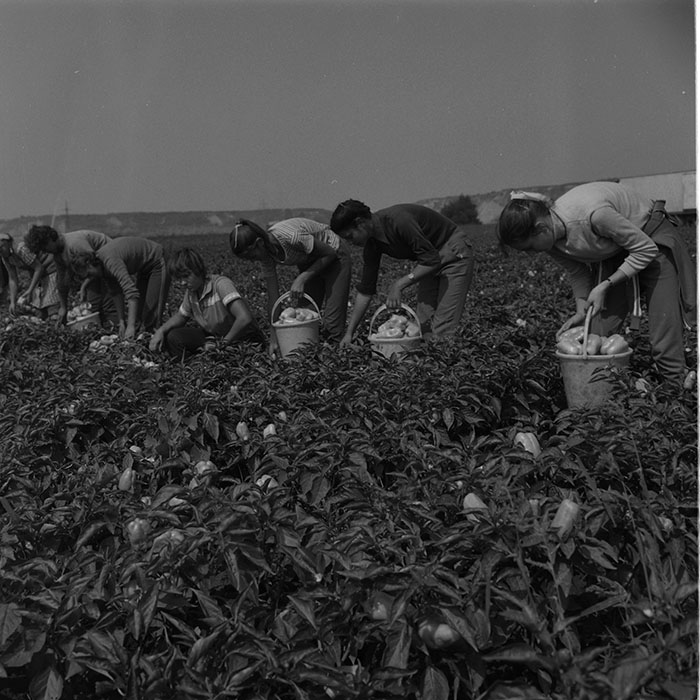 minerva_agricultura_1_c9r3_008