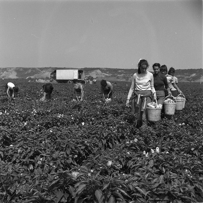 minerva_agricultura_1_c9r3_009