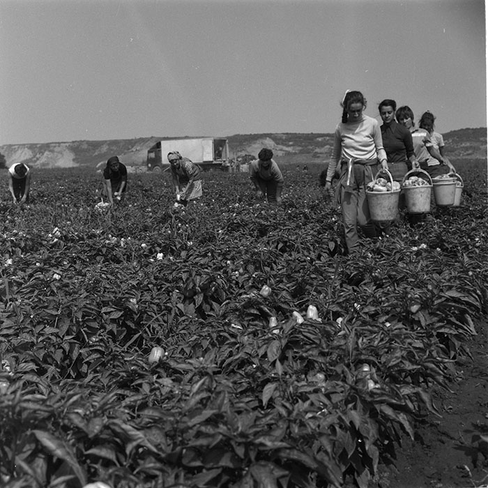 minerva_agricultura_1_c9r3_010