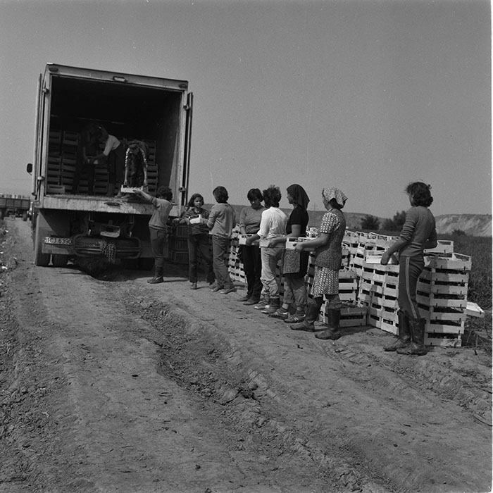 minerva_agricultura_1_c9r3_011